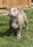 American Bully Puppies for sale in Monroe, MI, USA. price: $1,800