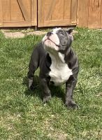 American Bully Puppies for sale in Monroe, MI, USA. price: $2,000