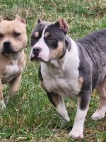 American Bully Puppies for sale in Elkhart, IN, USA. price: $1,000