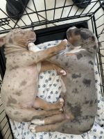 American Bully Puppies for sale in Covina, California. price: $1,500