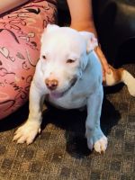 American Bully Puppies for sale in Glasgow, Kentucky. price: $750