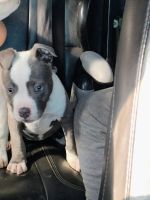 American Bully Puppies for sale in Glasgow, Kentucky. price: $850
