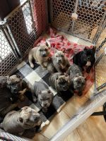 American Bully Puppies for sale in La Puente, California. price: $1,200