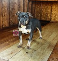 American Bully Puppies for sale in Douglasville, Georgia. price: $2,500