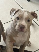 American Bully Puppies for sale in Covina, California. price: $2,200
