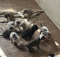 American Bully Puppies for sale in Phoenix, Arizona. price: $500