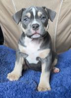 American Bully Puppies for sale in Bronx, New York. price: $1,500