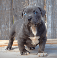 American Bully Puppies for sale in Los Angeles, California. price: $2,000