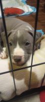American Bully Puppies for sale in Long Beach, California. price: $600