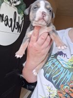 American Bully Puppies for sale in Chesapeake, VA, USA. price: $1,500