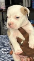 American Bully Puppies for sale in Richmond, Virginia. price: $1,500