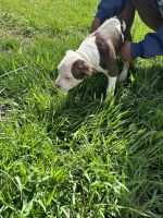 American Bully Puppies for sale in Columbus, Ohio. price: $900