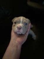 American Bully Puppies for sale in Bloomfield, New Jersey. price: $2,800