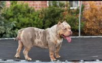 American Bully Puppies for sale in South Houston, Texas. price: $1,500