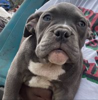 American Bully Puppies for sale in Round Rock, TX, USA. price: $2,700