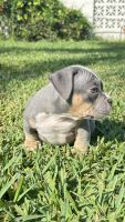 American Bully Puppies for sale in Miami, FL, USA. price: $2,500