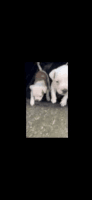 American Bully Puppies for sale in Charleston, South Carolina. price: $1,500