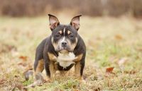 American Bully Puppies for sale in Staten Island, NY 10309, USA. price: $400