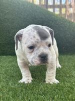 American Bully Puppies for sale in Powder Springs, Georgia. price: $2,000