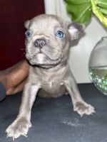 American Bully Puppies for sale in Myrtle Beach, South Carolina. price: $250