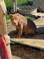 American Bully Puppies for sale in Newark, Ohio. price: $1,800