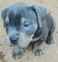 American Bully Puppies for sale in Granite Quarry, North Carolina. price: $1,800