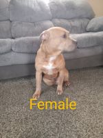 American Bully Puppies for sale in Canton, OH, USA. price: $100