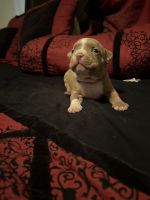 American Bully Puppies for sale in Roanoke, Virginia. price: NA