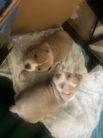 American Bully Puppies for sale in Kalamazoo, Michigan. price: NA