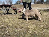 American Bully Puppies for sale in Hallandale Beach, FL 33009, USA. price: $2,400