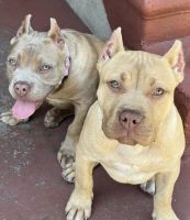 American Bully Puppies for sale in Pomona, California. price: $1,000