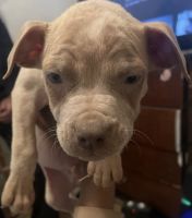 American Bully Puppies for sale in New York, NY, USA. price: $1,300