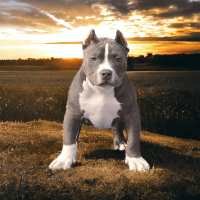 American Bully Puppies for sale in Mooresville, North Carolina. price: $2,500