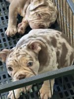 American Bully Puppies for sale in Damascus, Maryland. price: NA