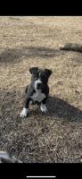 American Bully Puppies for sale in Myrtle Beach, South Carolina. price: $500
