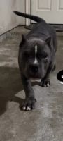American Bully Puppies for sale in Missouri City, Texas. price: $2,000