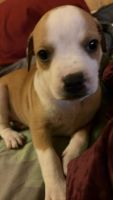 American Bully Puppies for sale in Albany, New York. price: $650