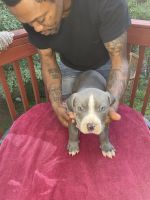American Bully Puppies for sale in Grayson, Georgia. price: $1,000