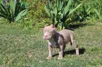 American Bully Puppies for sale in Fort Worth, Texas. price: $800