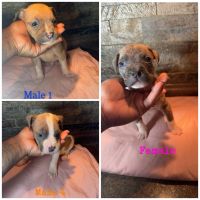 American Bully Puppies for sale in Huntsville, Alabama. price: NA