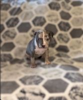 American Bully Puppies for sale in San Antonio, Texas. price: $1,000