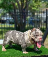 American Bully Puppies for sale in West Palm Beach, Florida. price: $1,000
