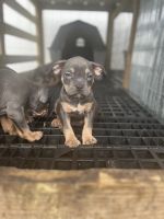 American Bully Puppies for sale in Jacksonville, Florida. price: $1,500