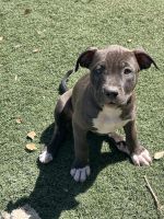 American Bully Puppies for sale in Phoenix, Arizona. price: $800