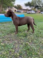 American Bully Puppies for sale in Lakeland, Florida. price: $1,500
