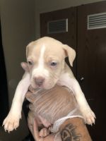 American Bully Puppies for sale in Macon, Georgia. price: $350