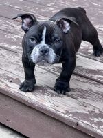 American Bully Puppies for sale in Chicago, Illinois. price: $2,000