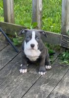 American Bully Puppies for sale in Kansas City, Missouri. price: $250