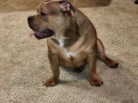 American Bully Puppies for sale in Vancouver, Washington. price: $400