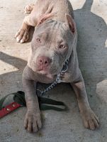 American Bully Puppies for sale in Surprise, Arizona. price: $2,000